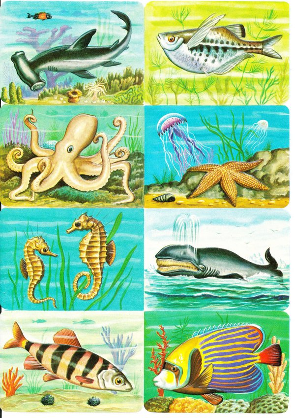 kiiltokuva, meren eläimiä, arkki 14,5 x 20,5 cm,